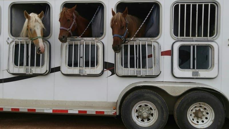Vrachtwagen met paardenboxen op parkeerterrein