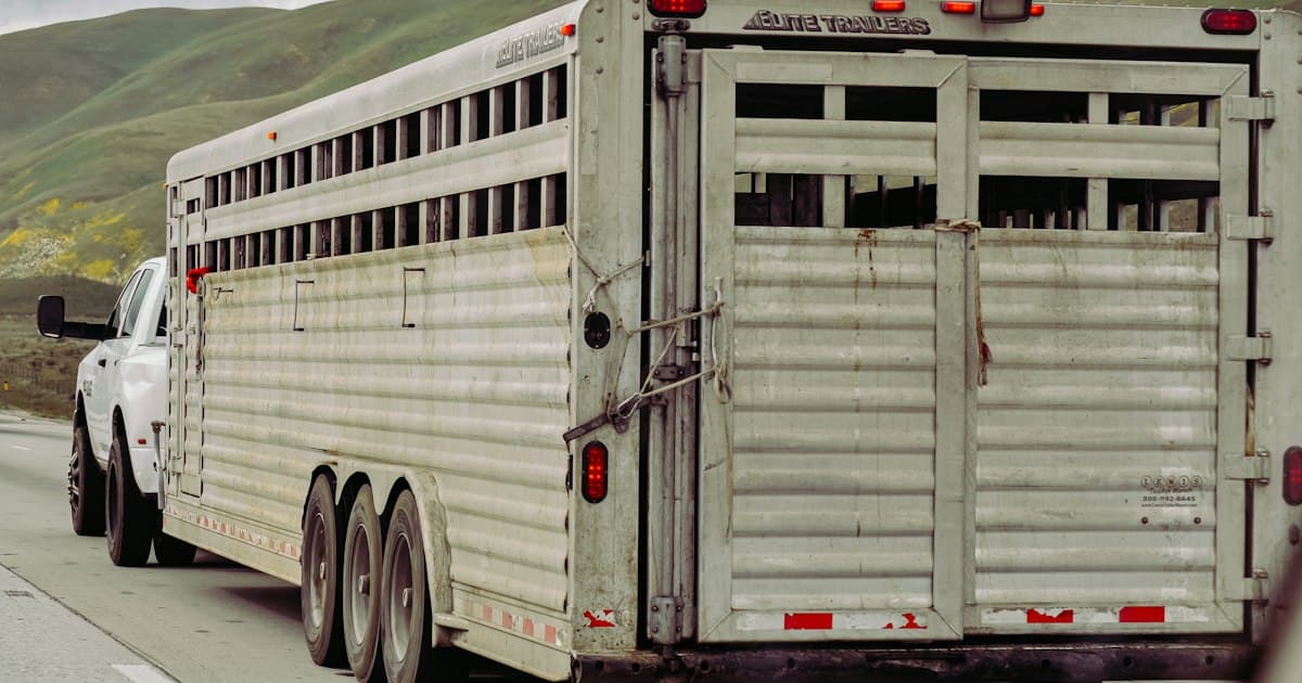 Paardentransport met vrachtwagen langs landelijke weg